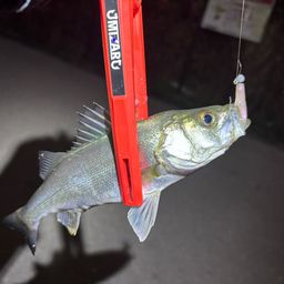 セイゴ（マルスズキ）