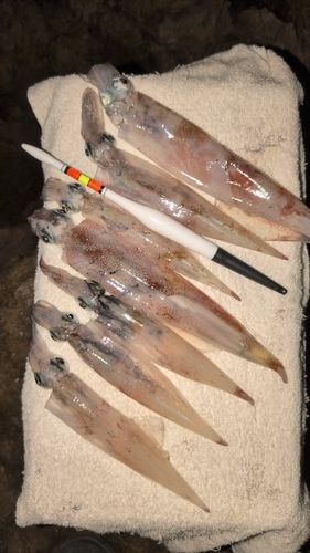 ヤリイカの釣果