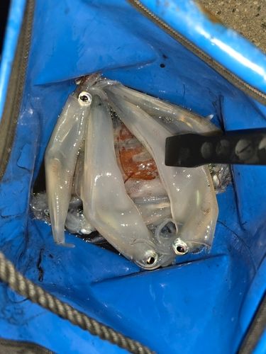 ヤリイカの釣果