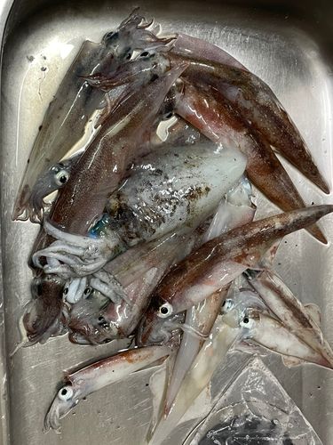 ヤリイカの釣果