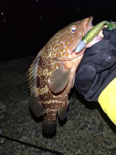 キジハタの釣果