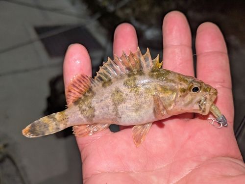 タケノコメバルの釣果