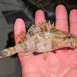 タケノコメバル