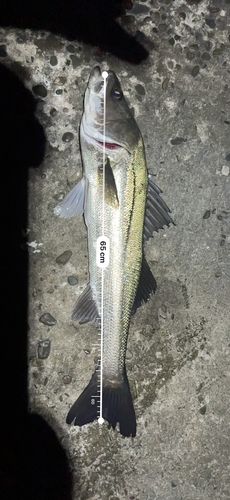 シーバスの釣果