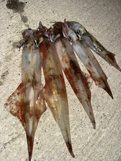 ヤリイカの釣果