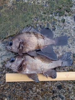 シロメバルの釣果