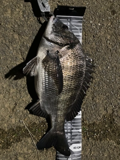 クロダイの釣果