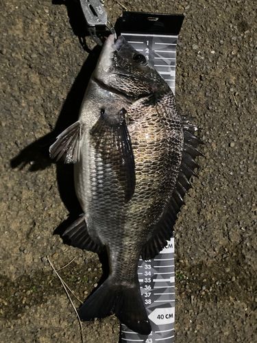 クロダイの釣果