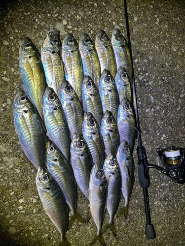 アジの釣果