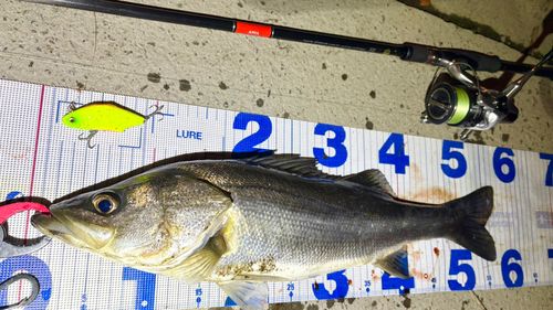 シーバスの釣果
