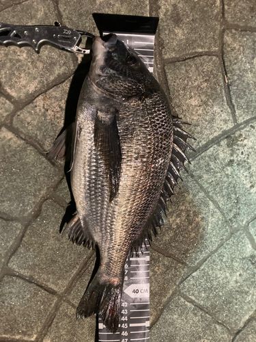 クロダイの釣果