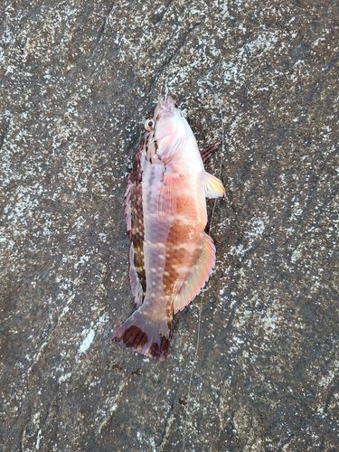 アカササノハベラの釣果