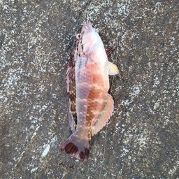 アカササノハベラ