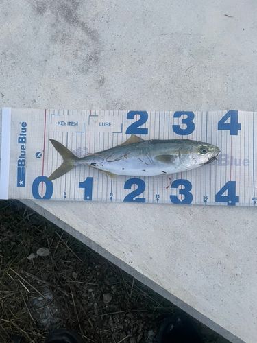 フクラギの釣果