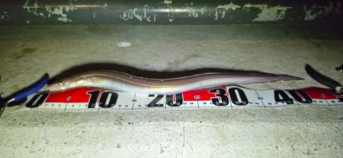 金沢水際線緑地（福浦岸壁）