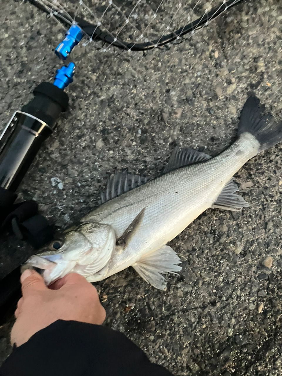 ハネ（マルスズキ）