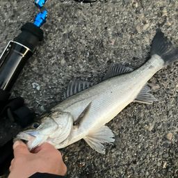 ハネ（マルスズキ）