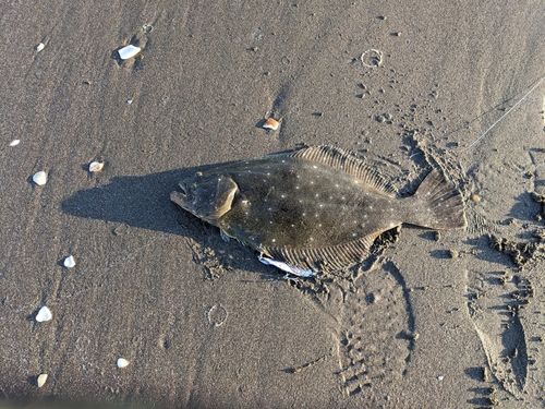 ヒラメの釣果