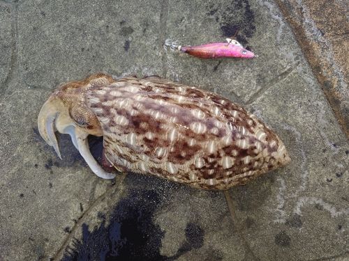 コウイカの釣果