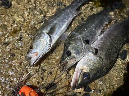 周防大島（屋代島）