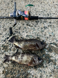 メバルの釣果