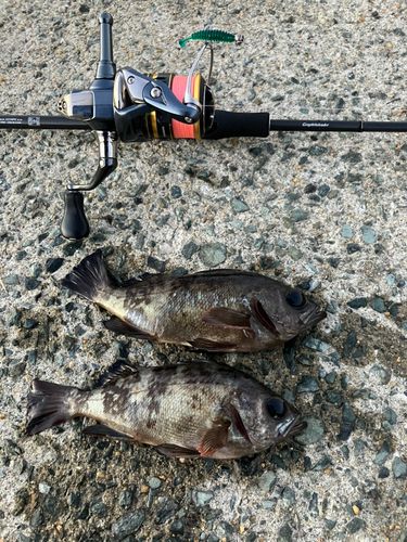 メバルの釣果