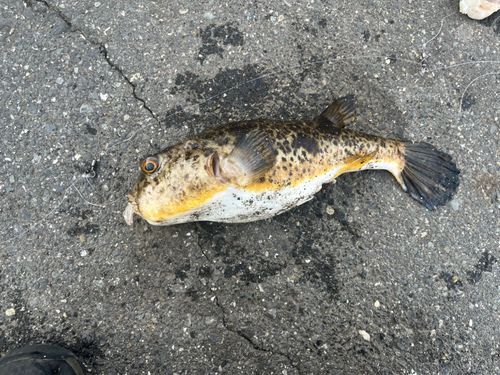 東京湾（アクアライン〜富津）