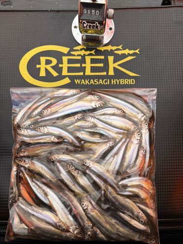 ワカサギの釣果