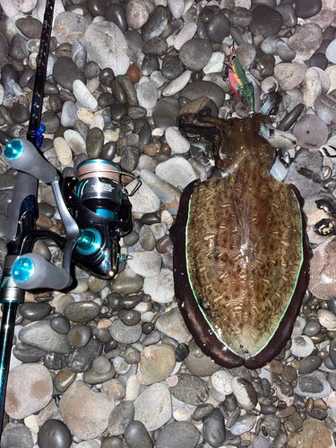 コウイカの釣果