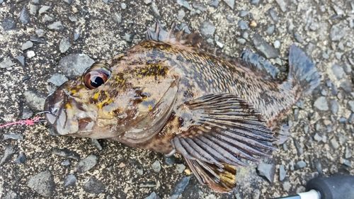 オウゴンムラソイの釣果