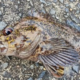 オウゴンムラソイ