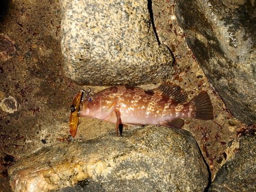 キジハタの釣果