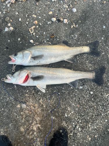 シーバスの釣果