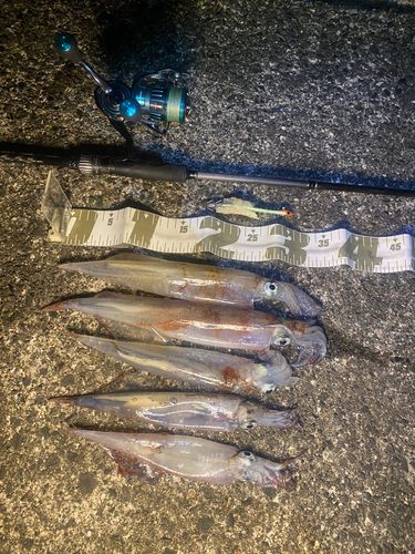 ヤリイカの釣果