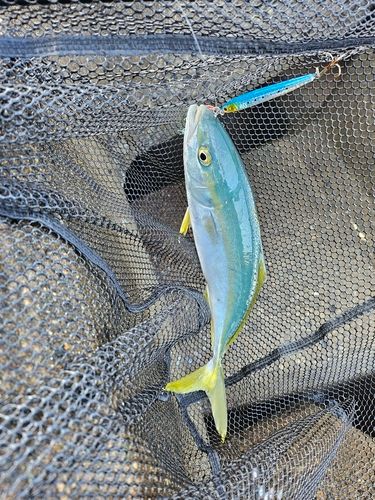 ツバイソの釣果