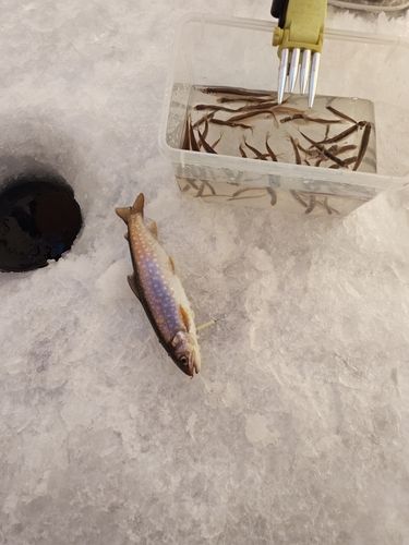 アメマスの釣果