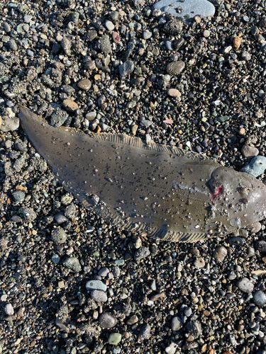 シタビラメの釣果