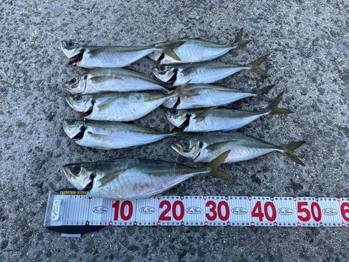 アジの釣果