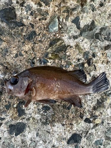 メバルの釣果