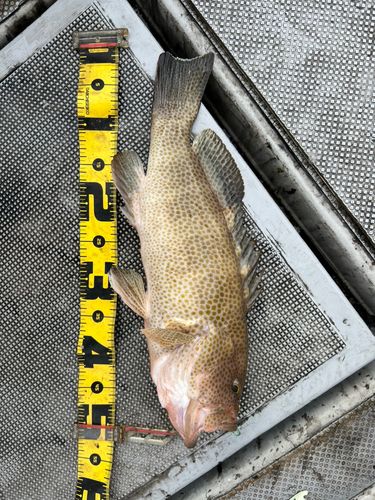 オオモンハタの釣果