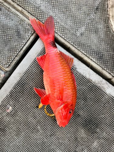 ホウライヒメジの釣果