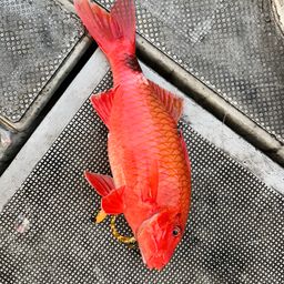 ホウライヒメジ