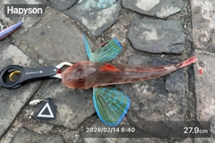 ホウボウの釣果