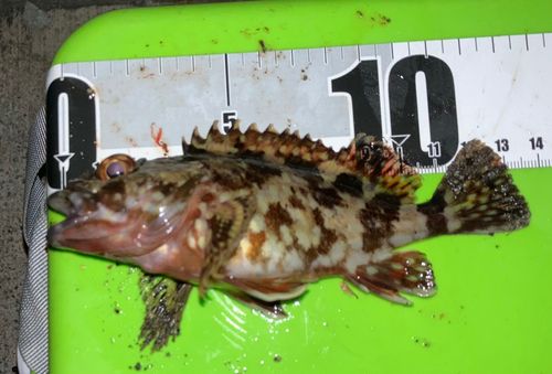 東京湾（アクアライン〜富津）