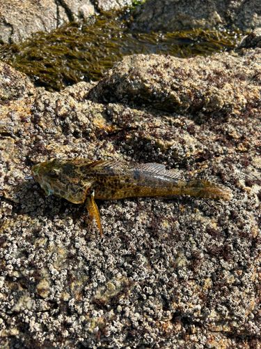 アナハゼの釣果