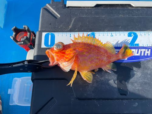 アヤメカサゴの釣果