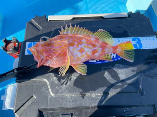 アヤメカサゴの釣果