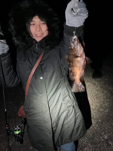 クロメバルの釣果