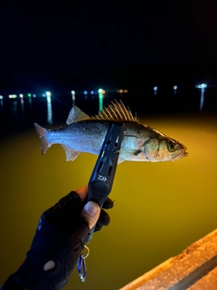 セイゴ（ヒラスズキ）の釣果