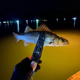 セイゴ（ヒラスズキ）